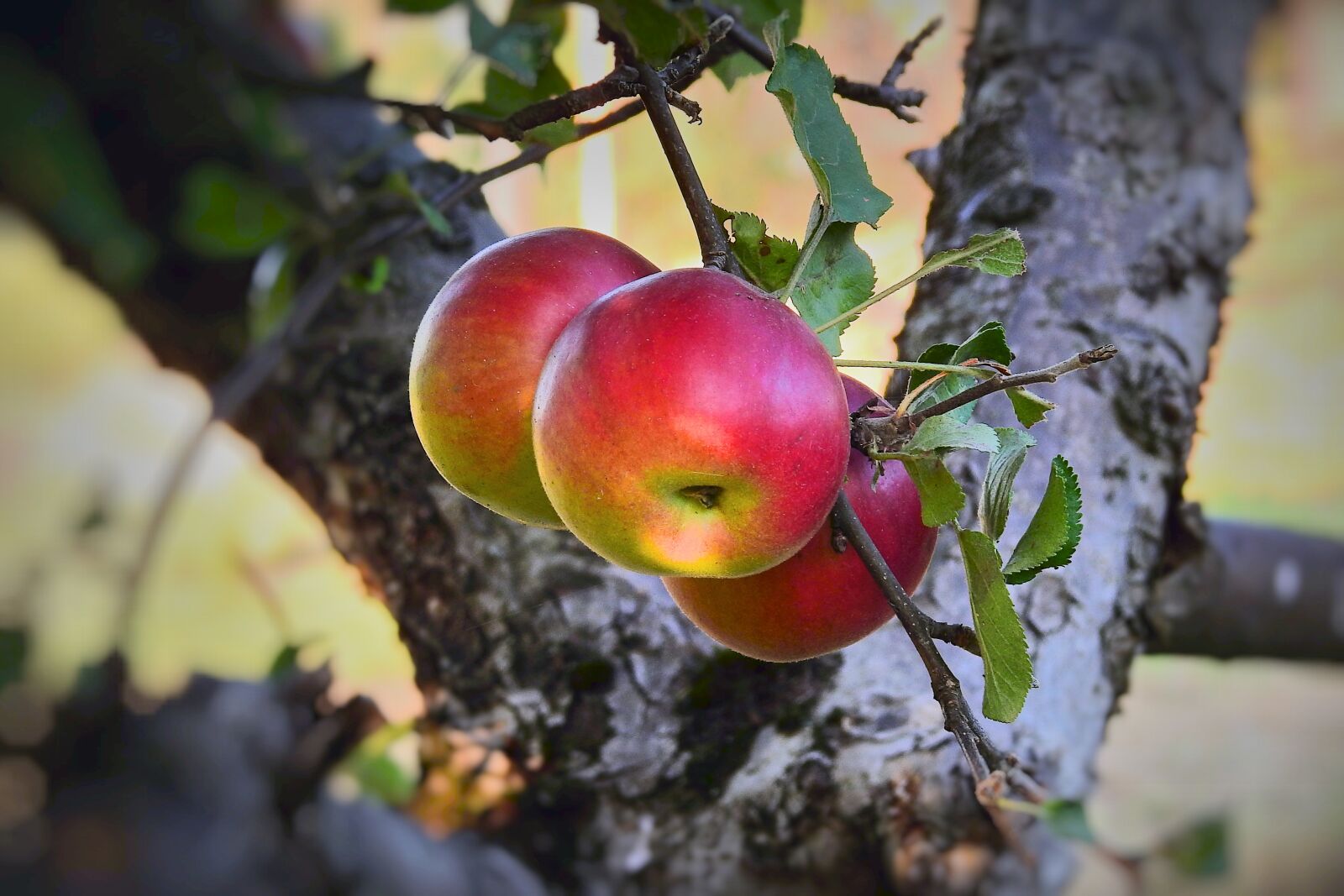 Nikon Coolpix P900 sample photo. Apples, apple, tree photography