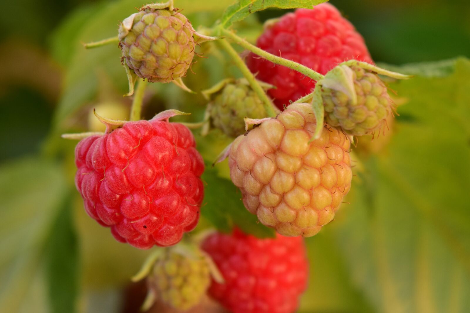 Nikon D3300 sample photo. Raspberries, himbeerstrauch, red photography