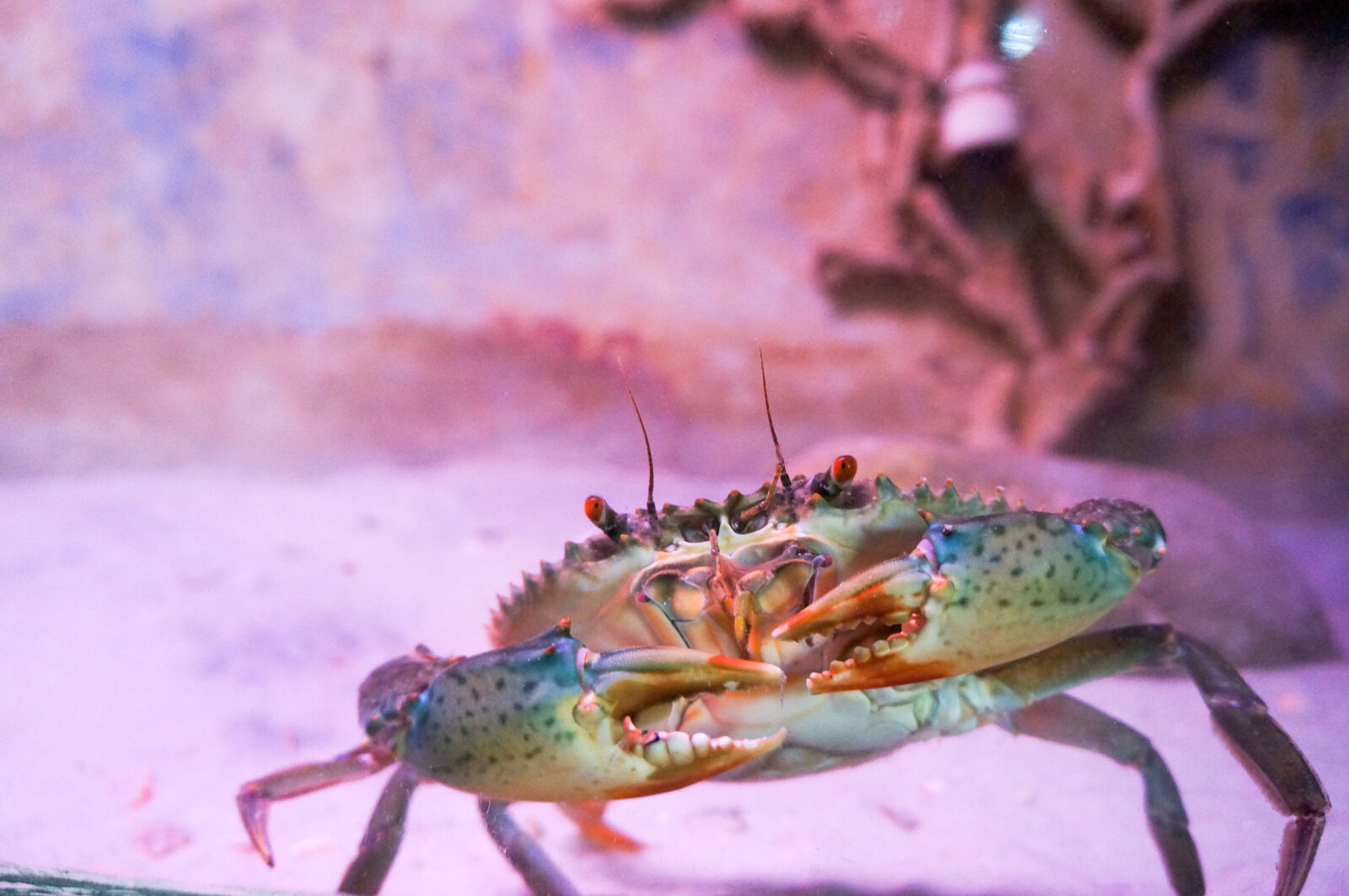 Sony Alpha NEX-5N sample photo. Crab, museum, sea photography
