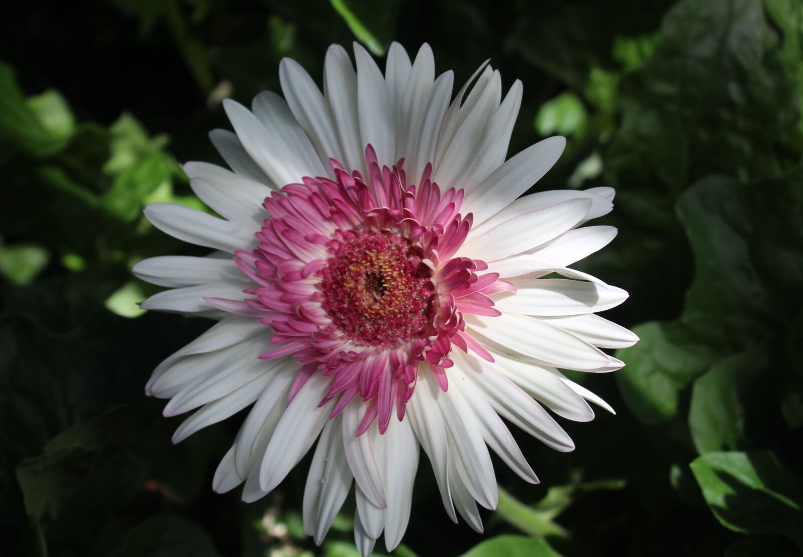 Canon EOS 1200D (EOS Rebel T5 / EOS Kiss X70 / EOS Hi) sample photo. Mum, flower, nature photography