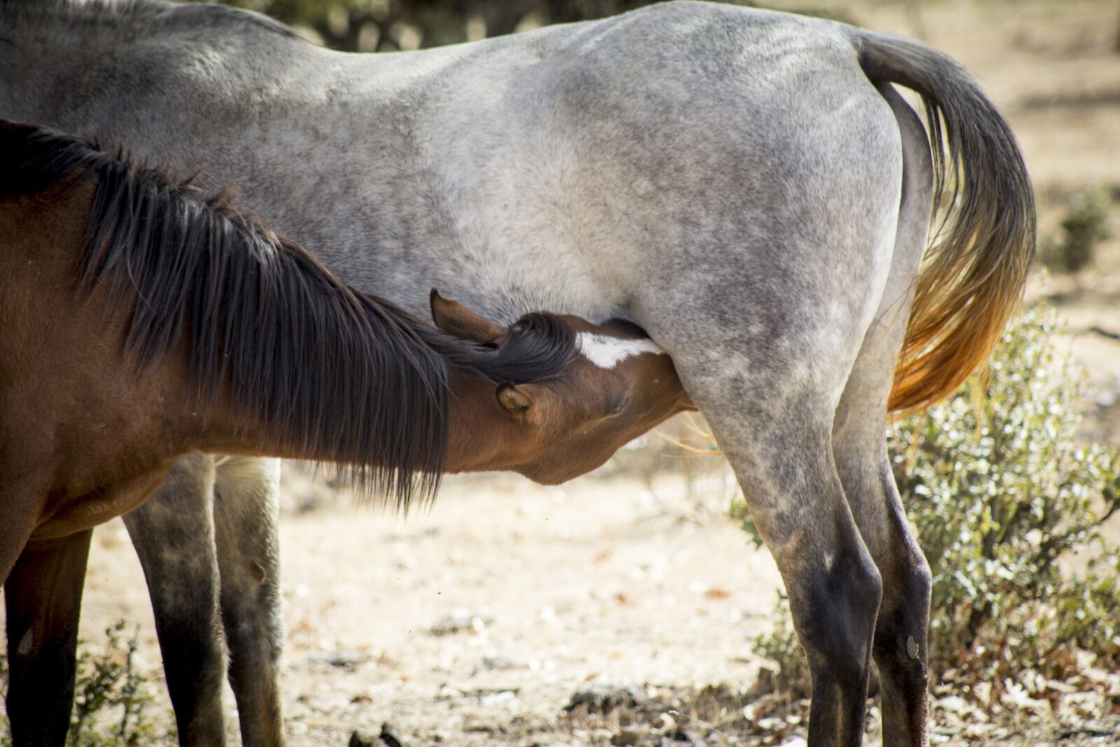 Canon EF75-300mm f/4-5.6 sample photo. Animalia, nature, mane photography