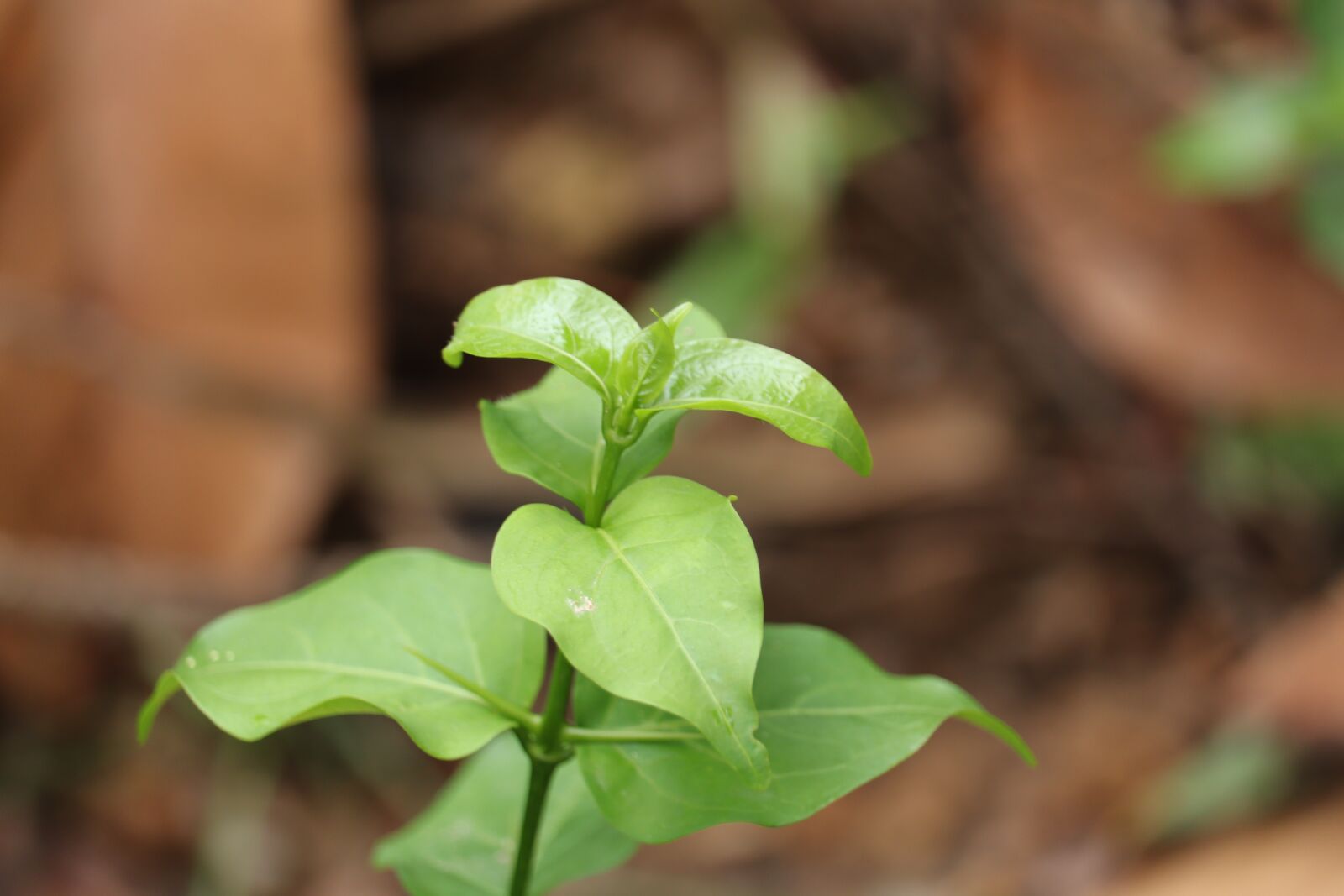 Canon EOS 250D (EOS Rebel SL3 / EOS Kiss X10 / EOS 200D II) sample photo. Leaf, green, kerala photography