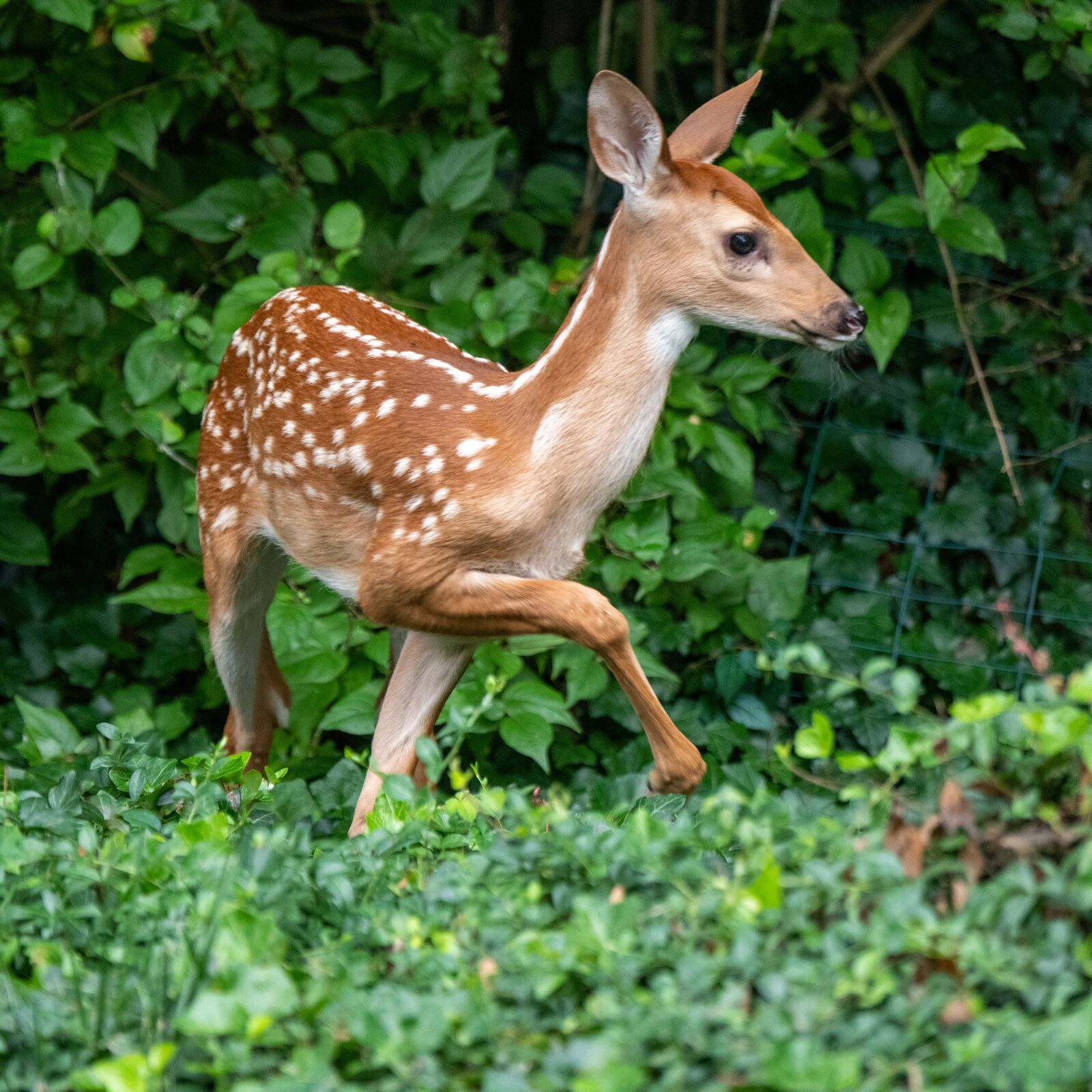 Nikon D850 sample photo. Deer, fawn, whitetail photography