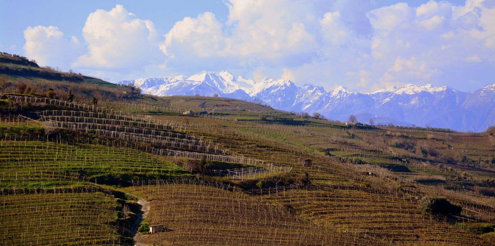 Nikon D7100 sample photo. Vineyard, hill, tops photography