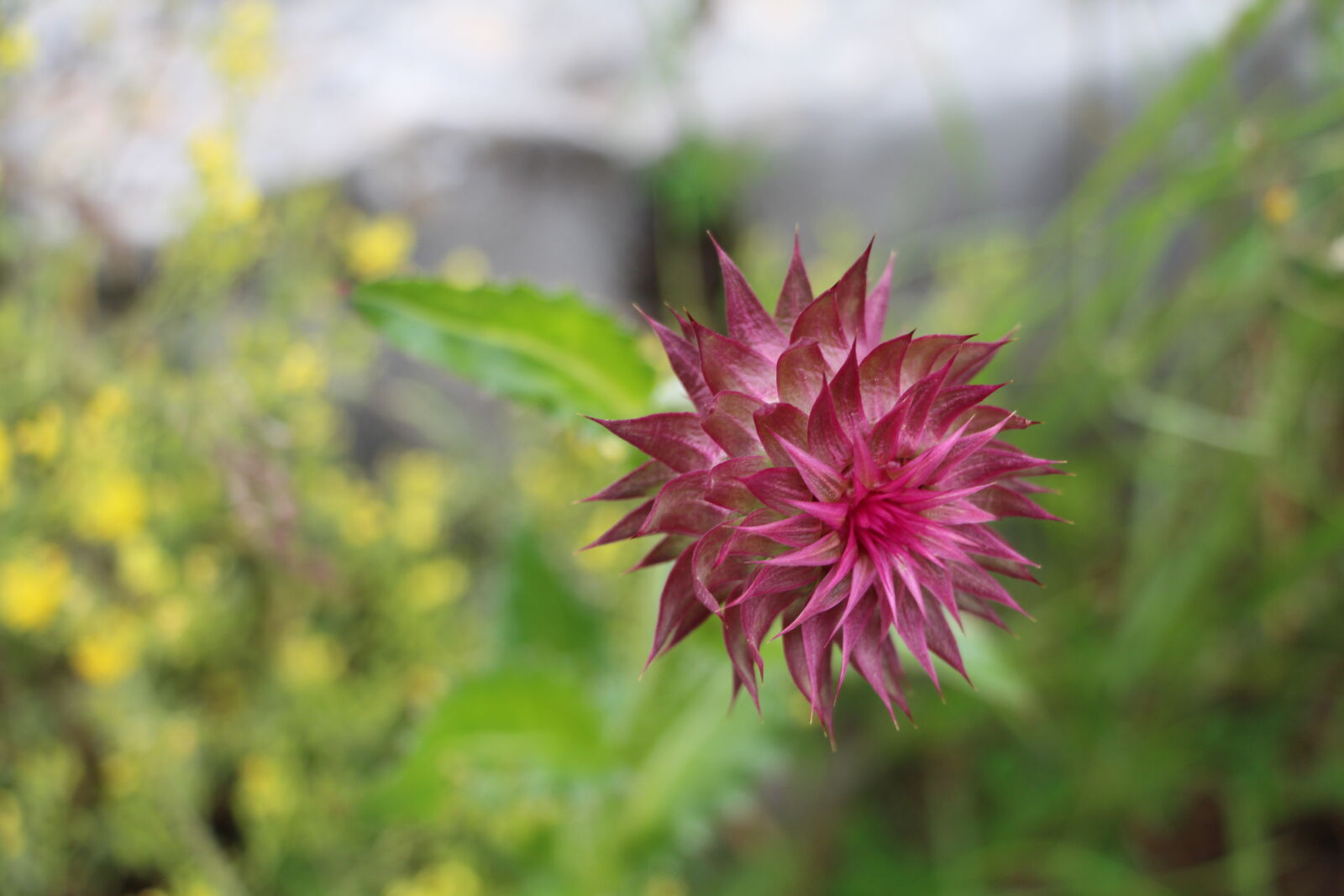 Canon EOS 700D (EOS Rebel T5i / EOS Kiss X7i) sample photo. Beautiful, flowers, pink photography