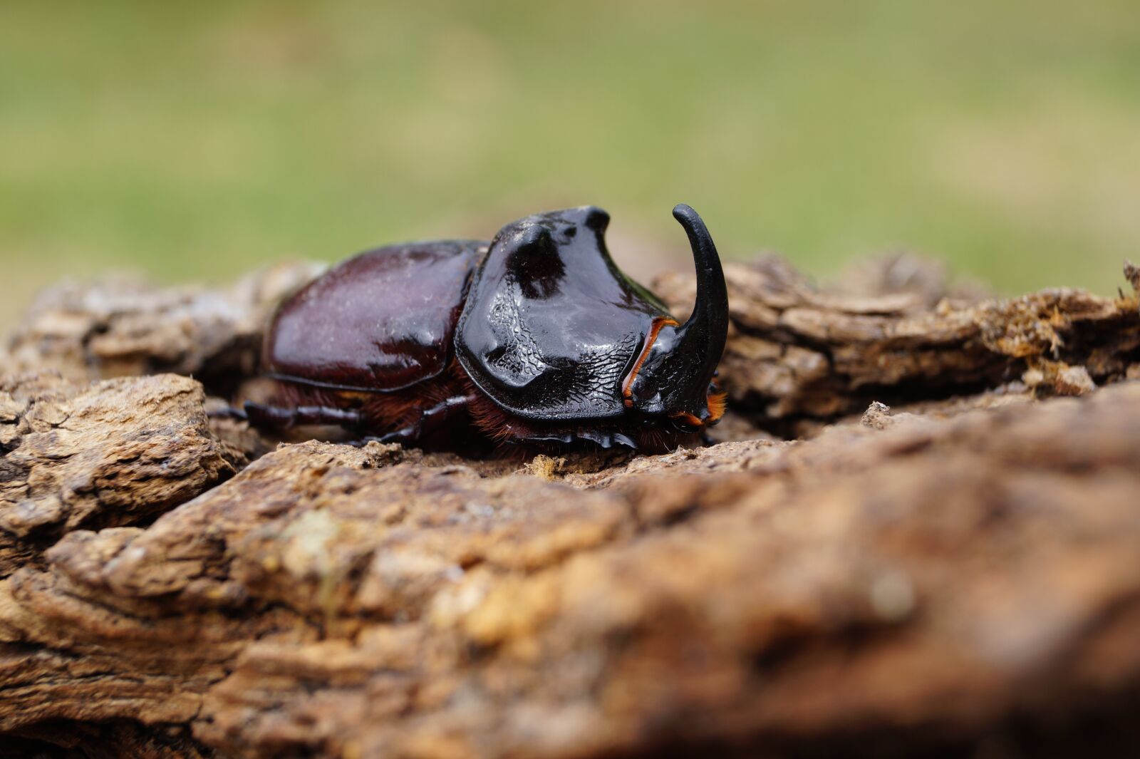 Sony SLT-A58 sample photo. Animal, bug, natur photography