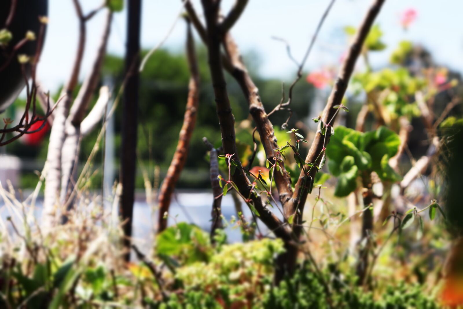 Canon EOS 200D (EOS Rebel SL2 / EOS Kiss X9) sample photo. Forest in miniature, miniature photography