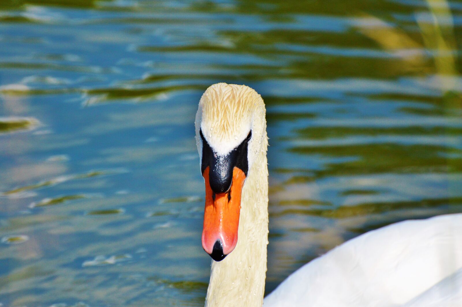 Nikon D3200 sample photo. Swan, bird, water bird photography