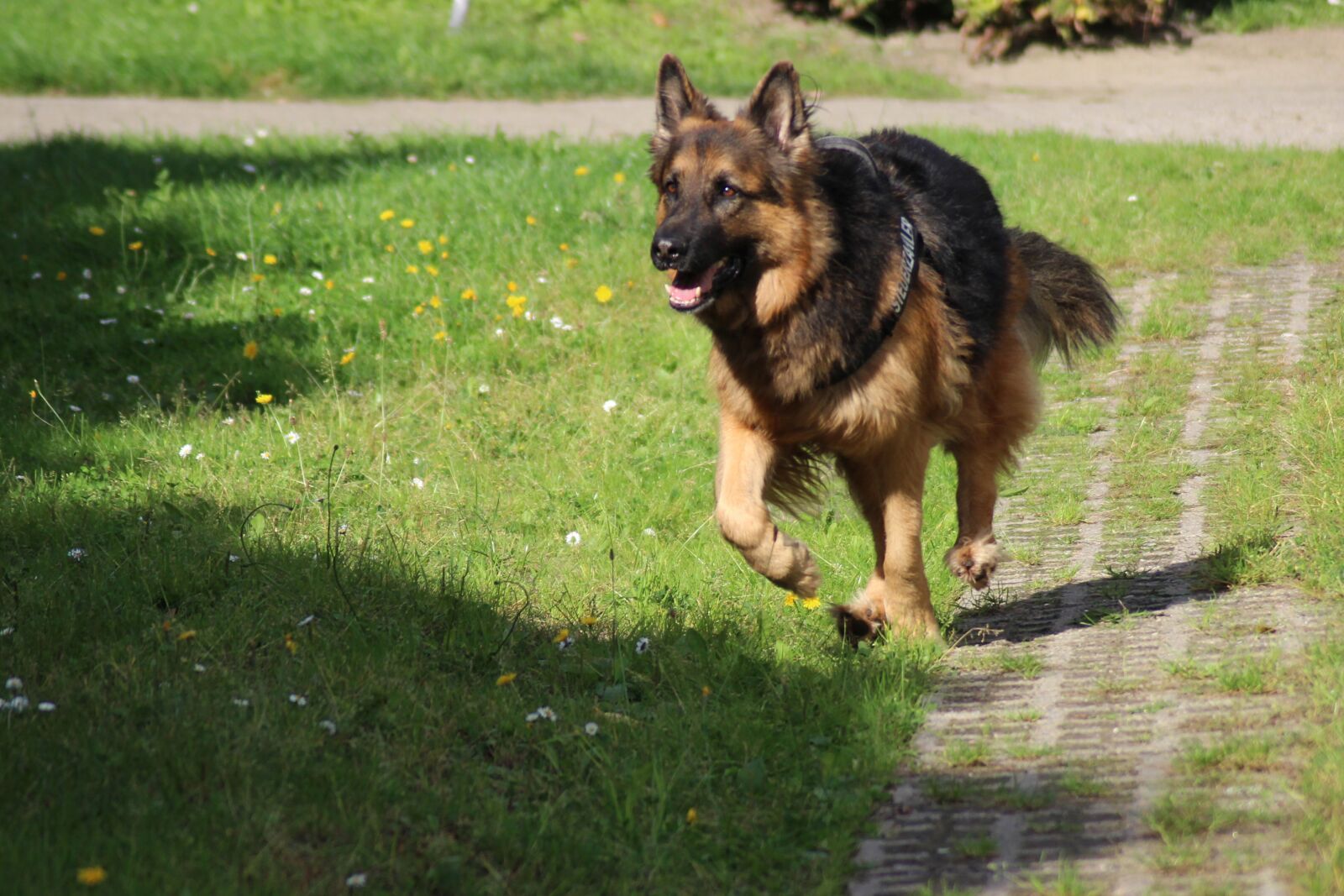 Canon EOS 600D (Rebel EOS T3i / EOS Kiss X5) sample photo. Dog, sch fer dog photography