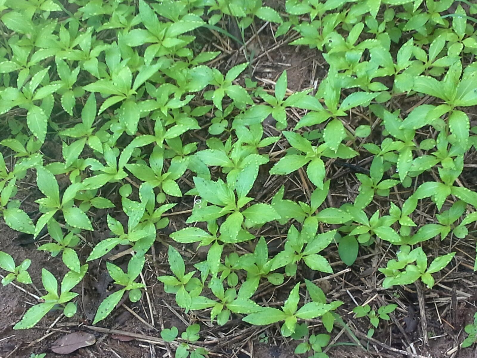 Samsung Galaxy Note 10.1 sample photo