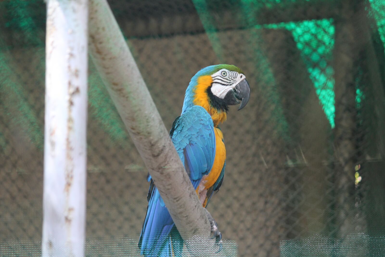 Canon EOS 1200D (EOS Rebel T5 / EOS Kiss X70 / EOS Hi) sample photo. Blue and yellow macaw photography