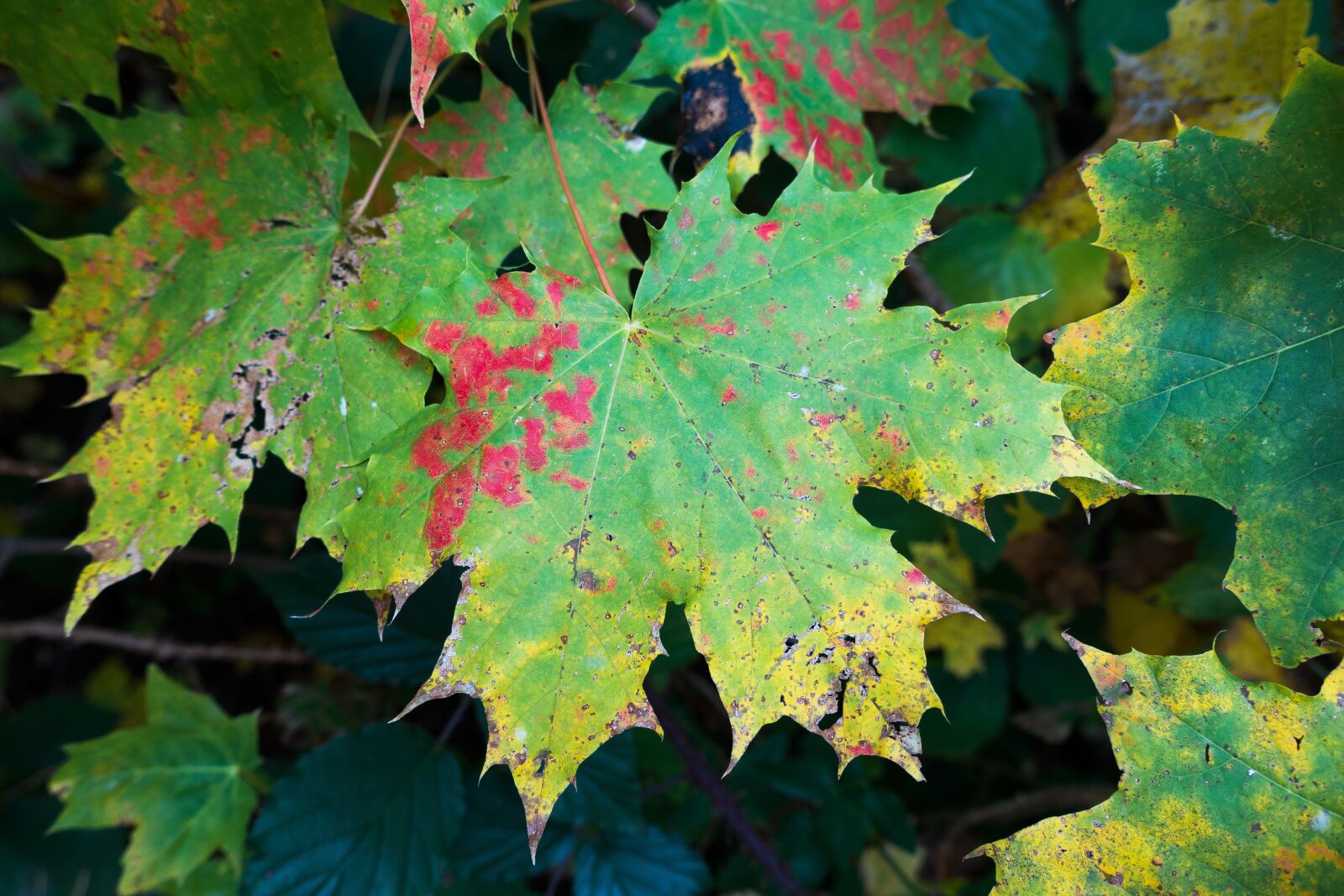 Sony Cyber-shot DSC-RX100 III sample photo. Maple, autumn, leaf photography