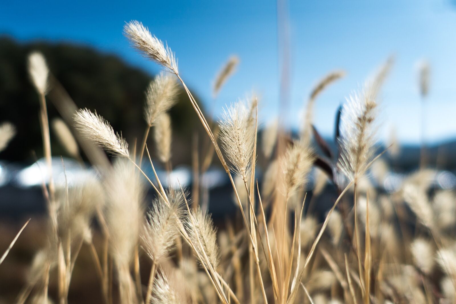 Sony Cyber-shot DSC-RX100 III sample photo. Grass, sky, autumn photography
