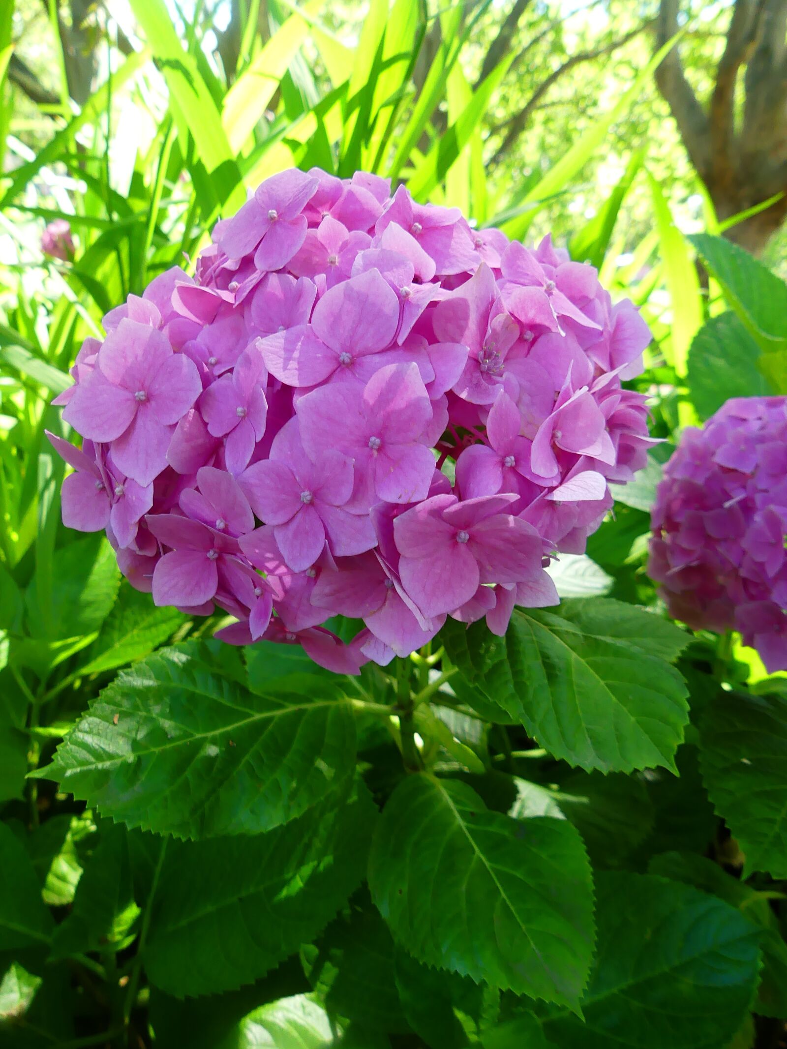 Panasonic Lumix DMC-FZ300 sample photo. Hydrangea, pink flower, pink photography