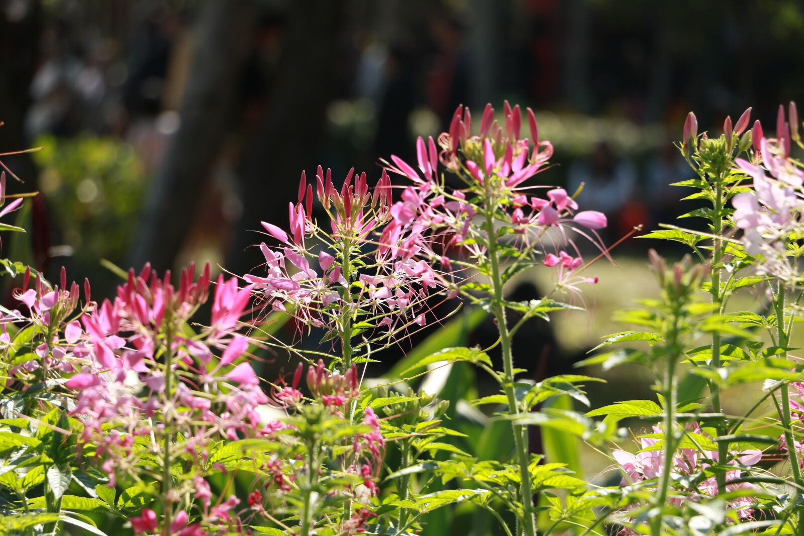Canon EOS 7D Mark II sample photo. Flower, nature, plant photography