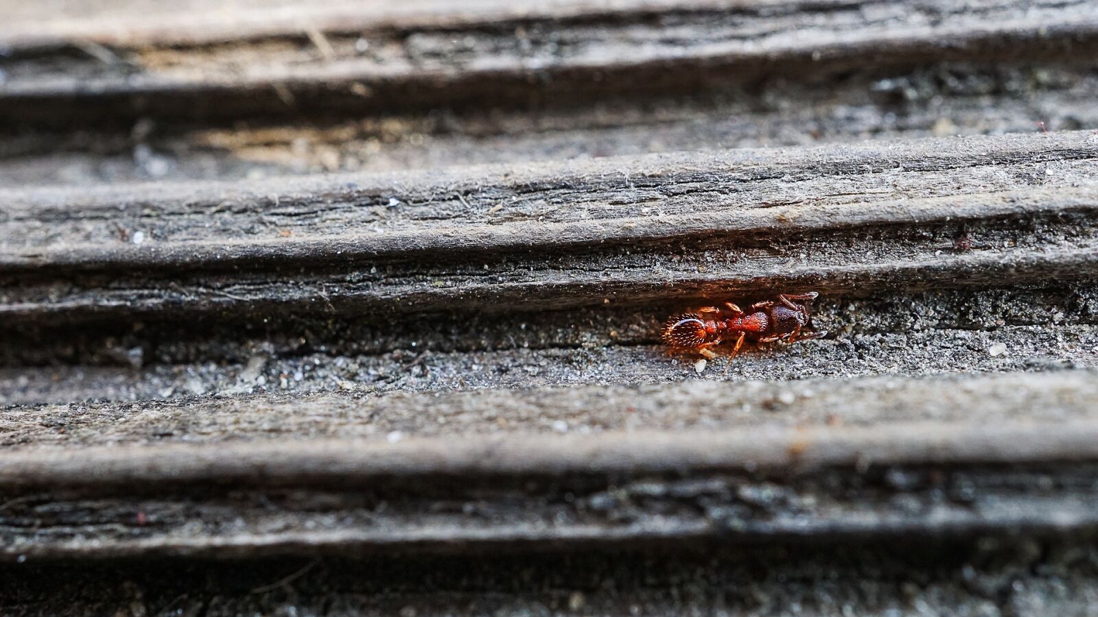 Sony a6000 sample photo. Ant, wood, macro photography