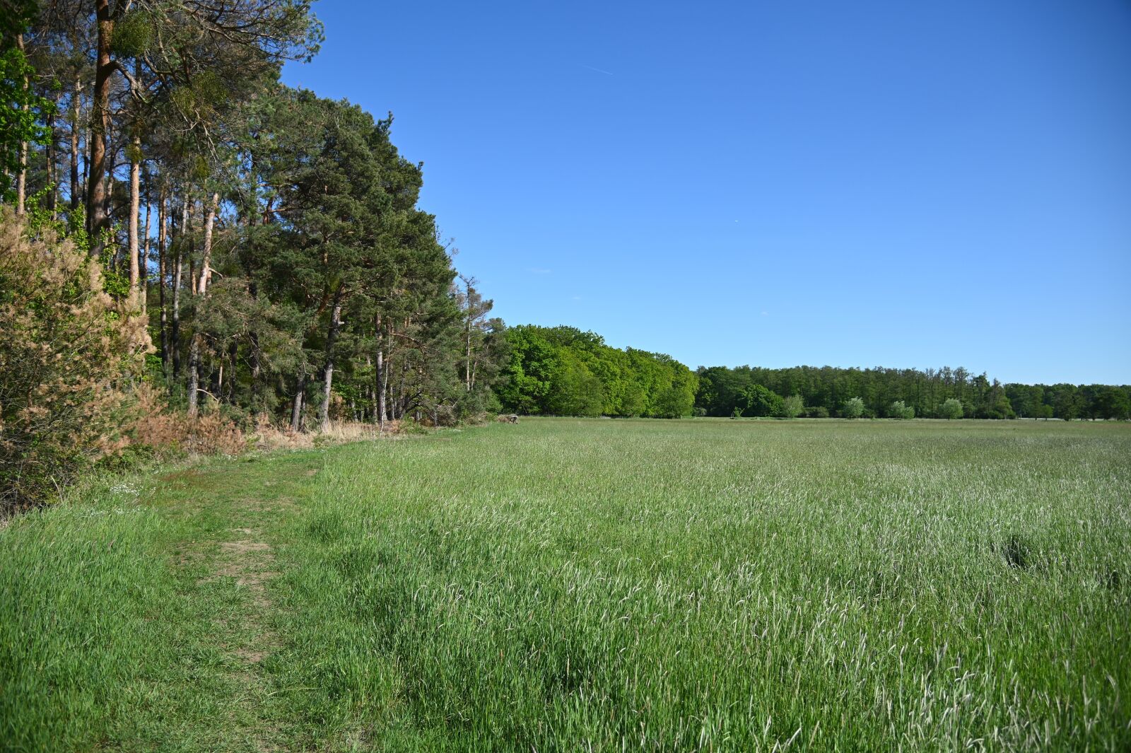 Nikon Z6 sample photo. Forest, nature, away photography
