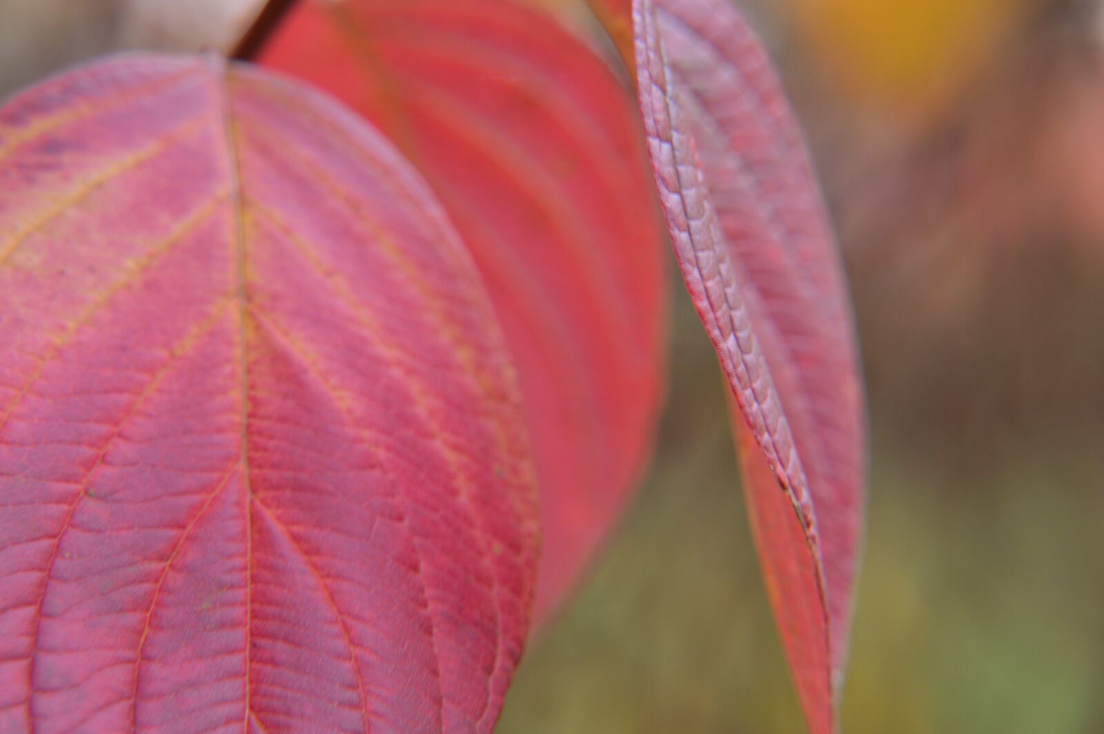 Tamron 18-270mm F3.5-6.3 Di II VC PZD sample photo. Leaves, red, nature photography