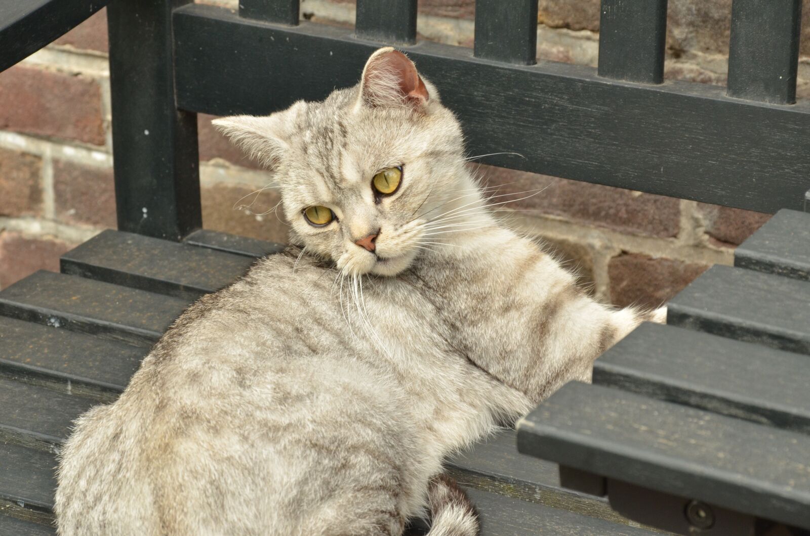 Nikon D7000 sample photo. Cat, pet, eyes photography