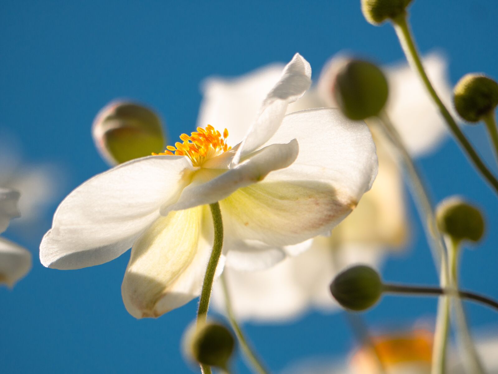 LUMIX G VARIO 100-300/F4.0-5.6II sample photo. Flower, anemone, blossom photography