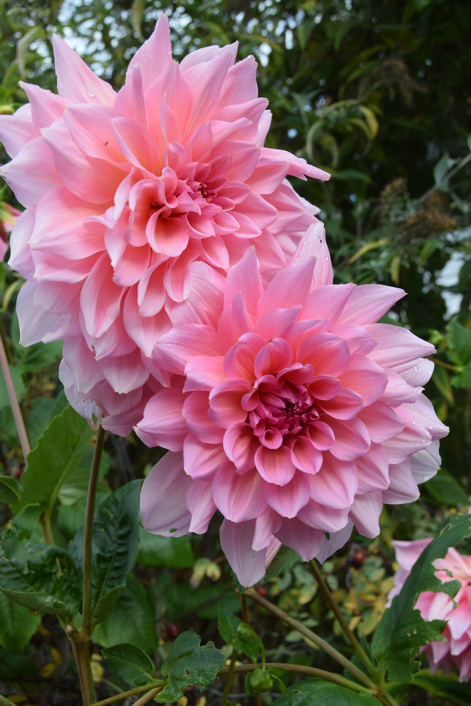 Nikon D5300 sample photo. Dahlia, flower, floral photography