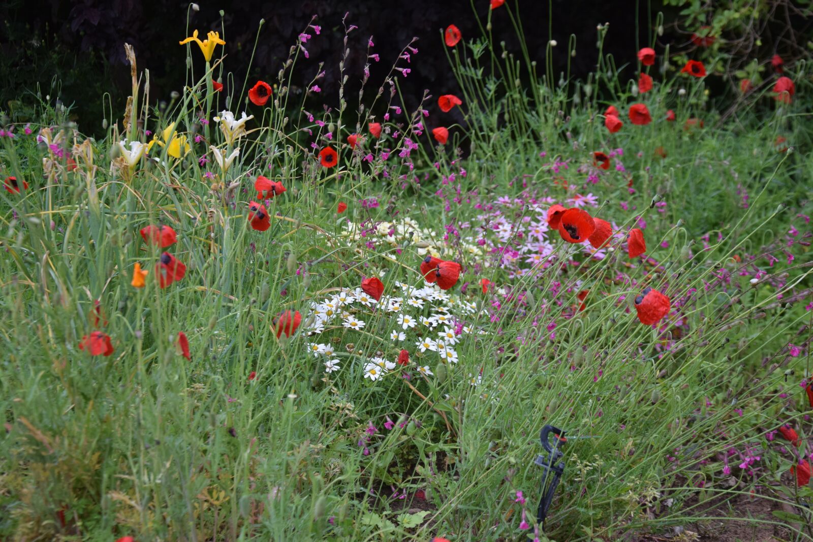 Nikon D3300 sample photo. Flowers, garden, red photography