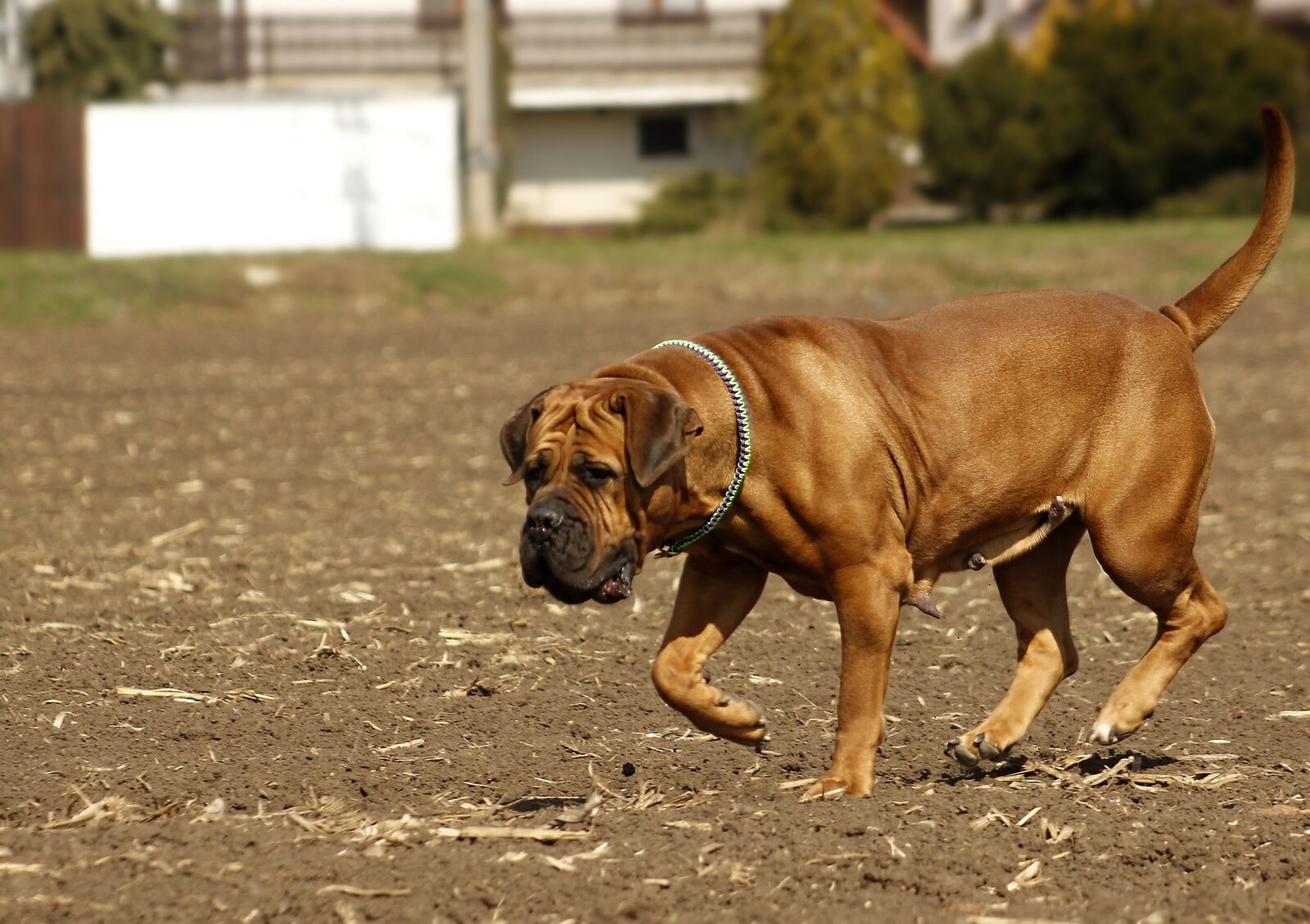Canon EOS 600D (Rebel EOS T3i / EOS Kiss X5) + Canon EF 75-300mm f/4-5.6 sample photo. Boerboel, dog, african photography