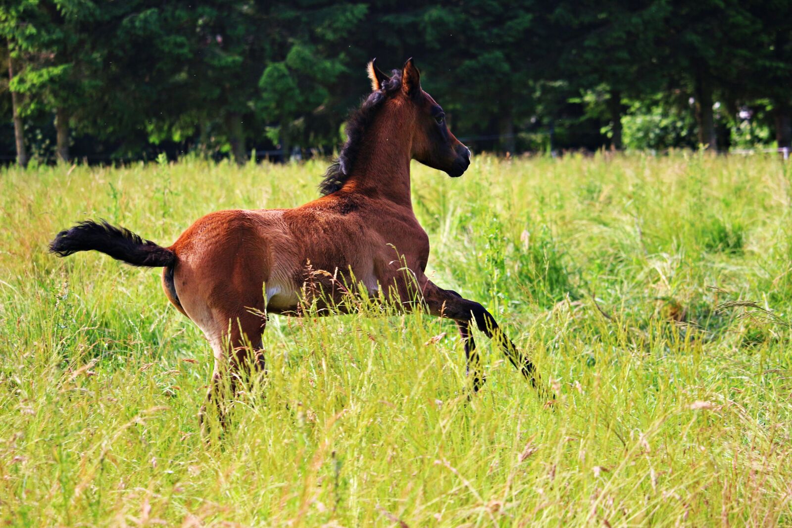 Canon EOS 100D (EOS Rebel SL1 / EOS Kiss X7) sample photo. Horse, foal, brown mold photography