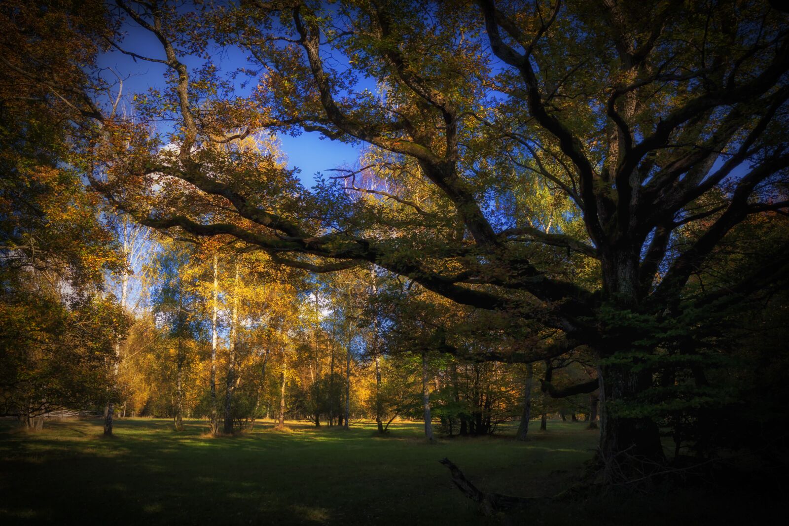 Canon EOS 50D sample photo. Forest, weird, nature photography