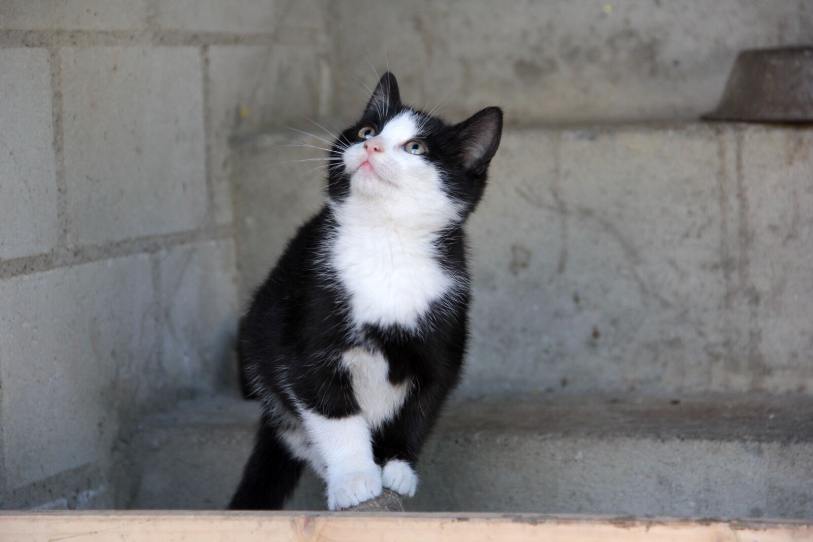 Canon EOS 60D sample photo. Cat, kitten, pet photography