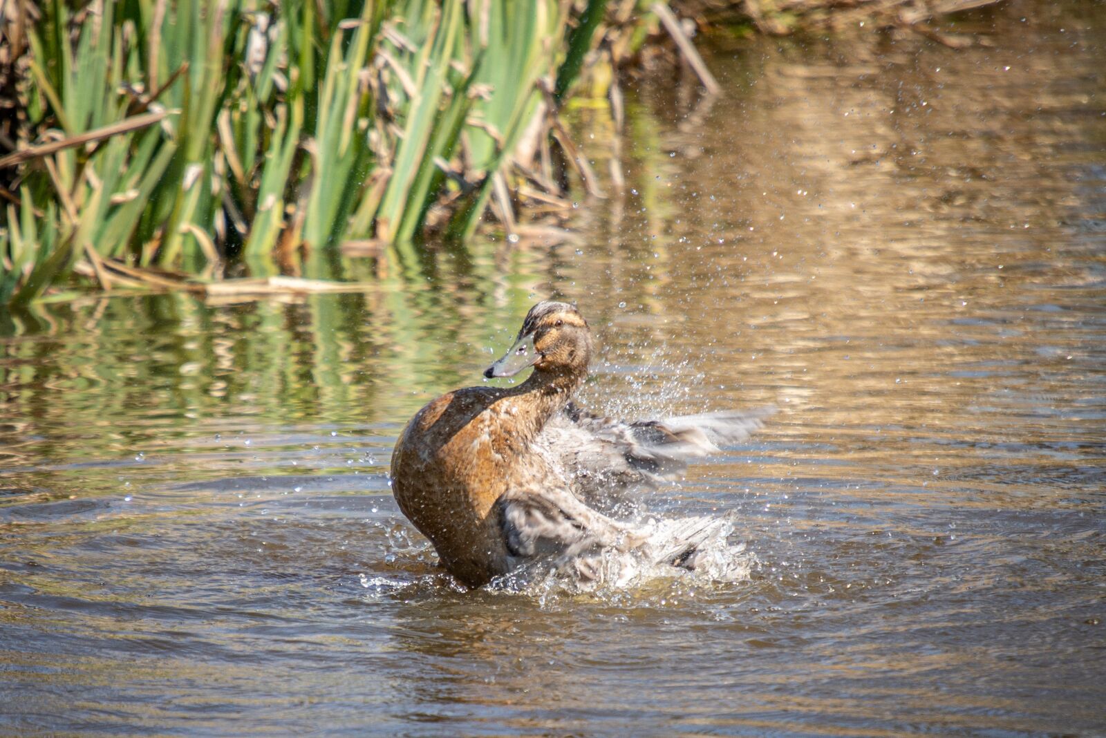 Nikon D600 sample photo. Duck, pond, wash photography