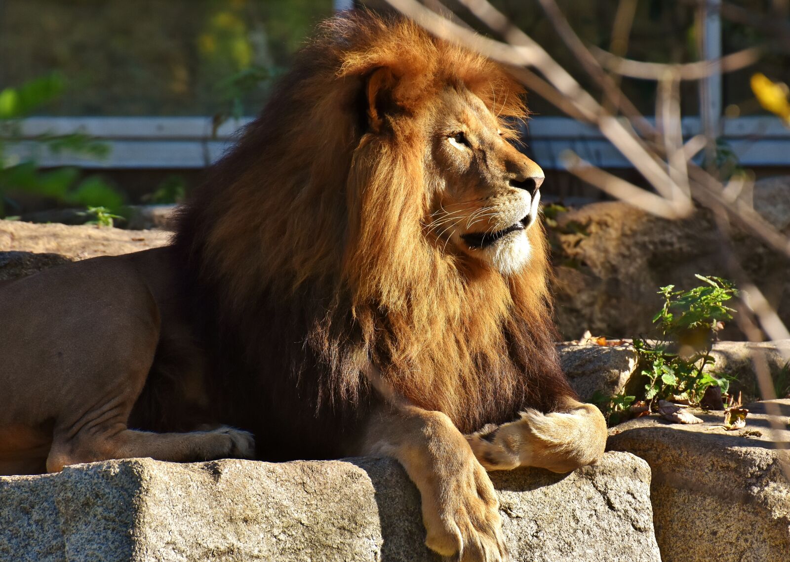 Nikon D7200 sample photo. Lion, predator, dangerous photography