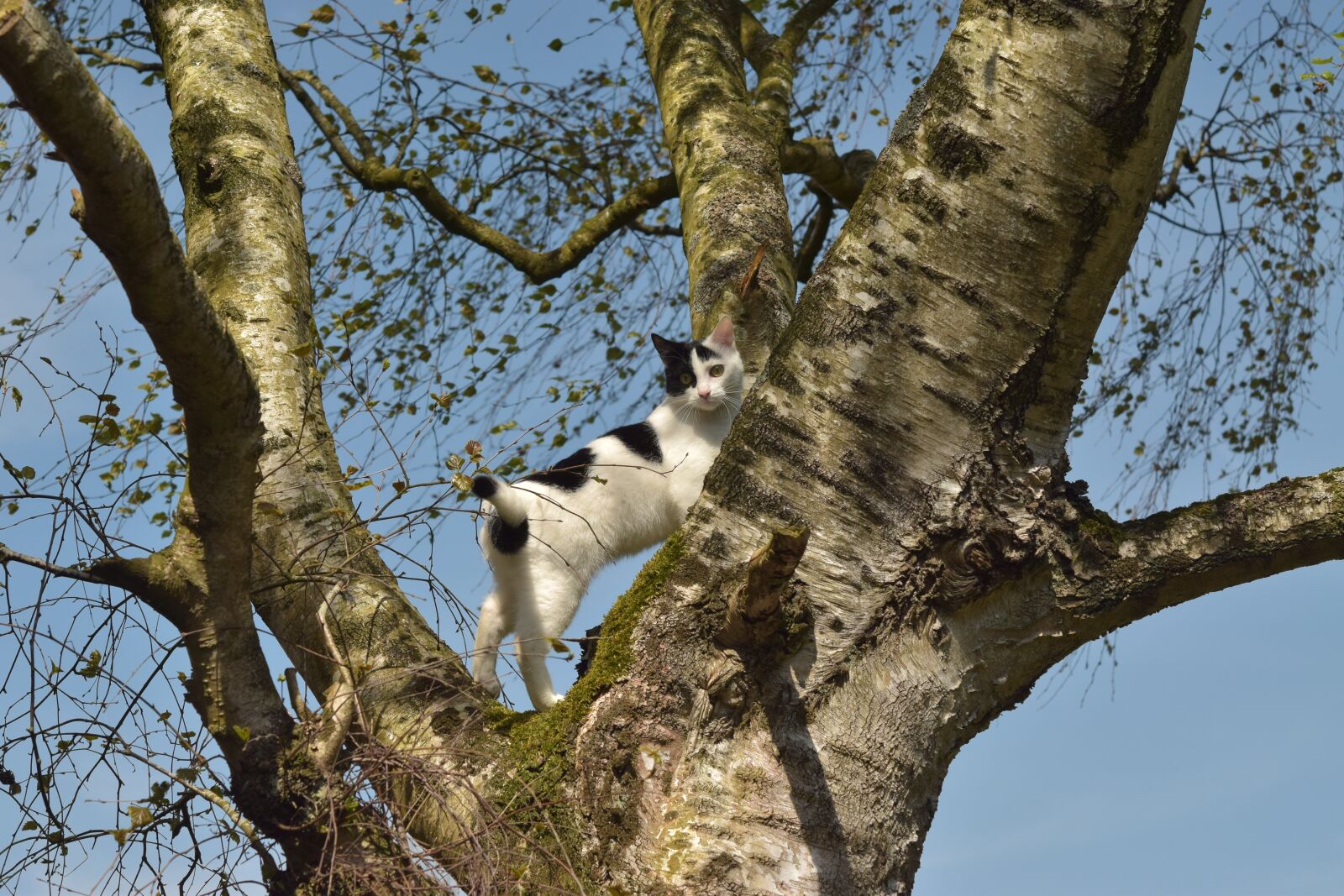 Nikon D5300 sample photo. Cat, climb, tree photography