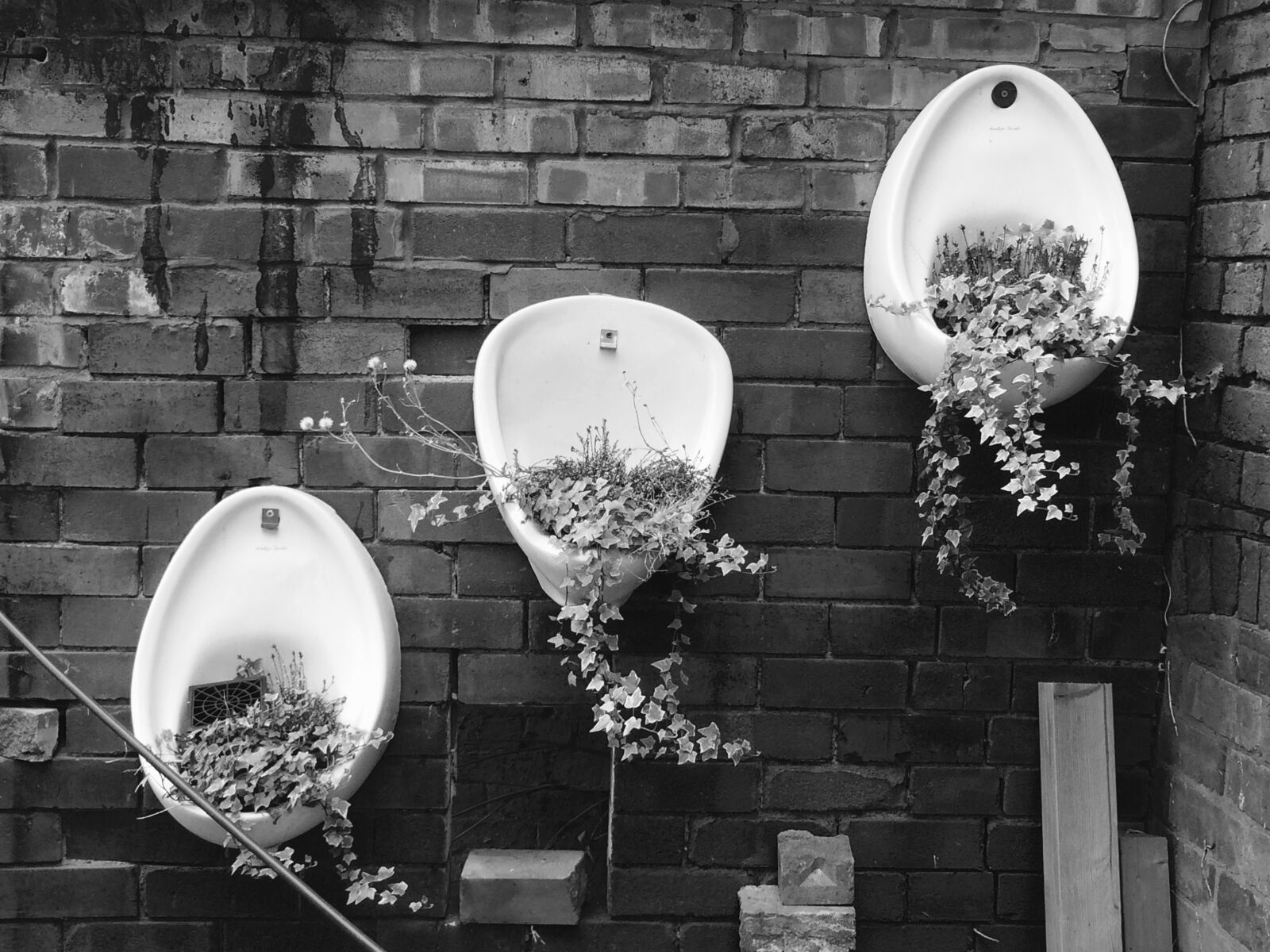 iPhone 5s back camera 4.15mm f/2.2 sample photo. Urinal, flowerpot, ivy photography