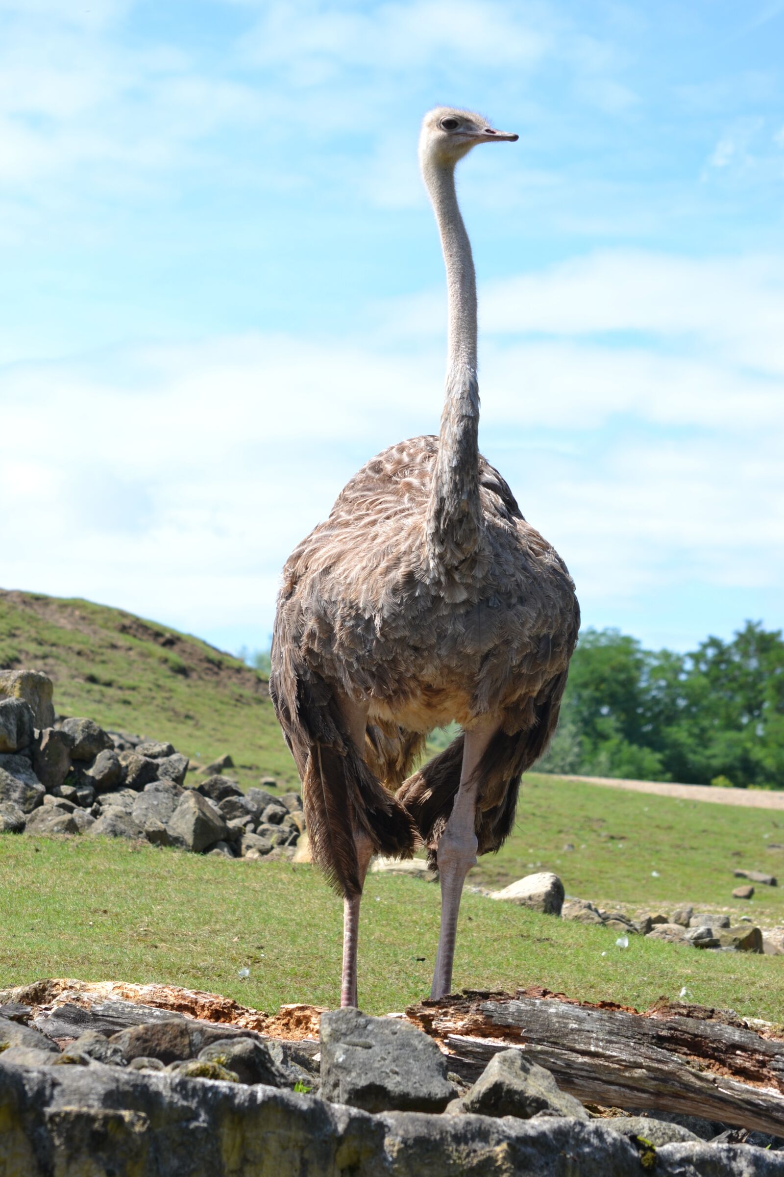 Nikon D3100 sample photo. Bouquet, ostrich, bird photography