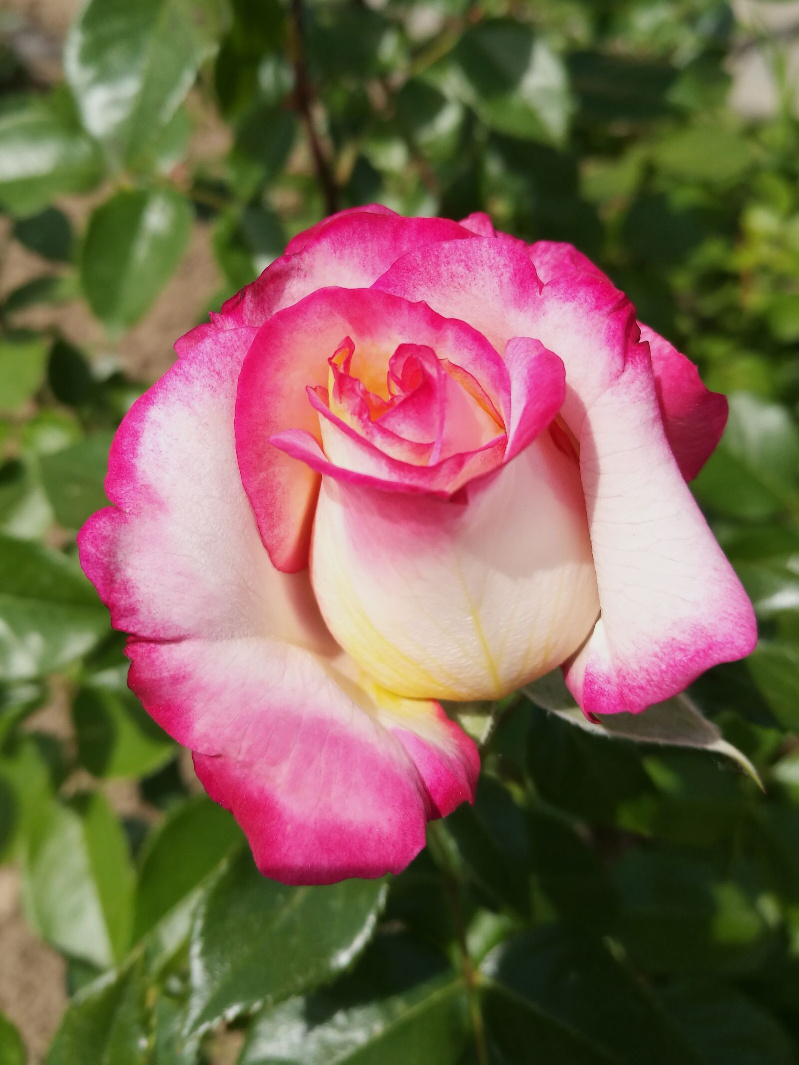 HUAWEI P9 sample photo. Rose, flowers, garden photography