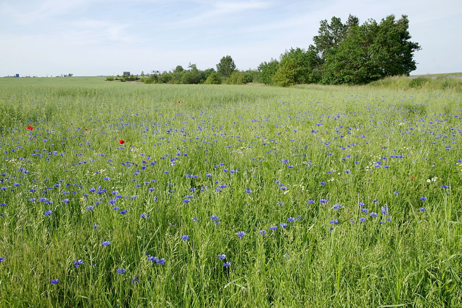 Pentax K-S2 sample photo. Cornflowers, field, meadow photography
