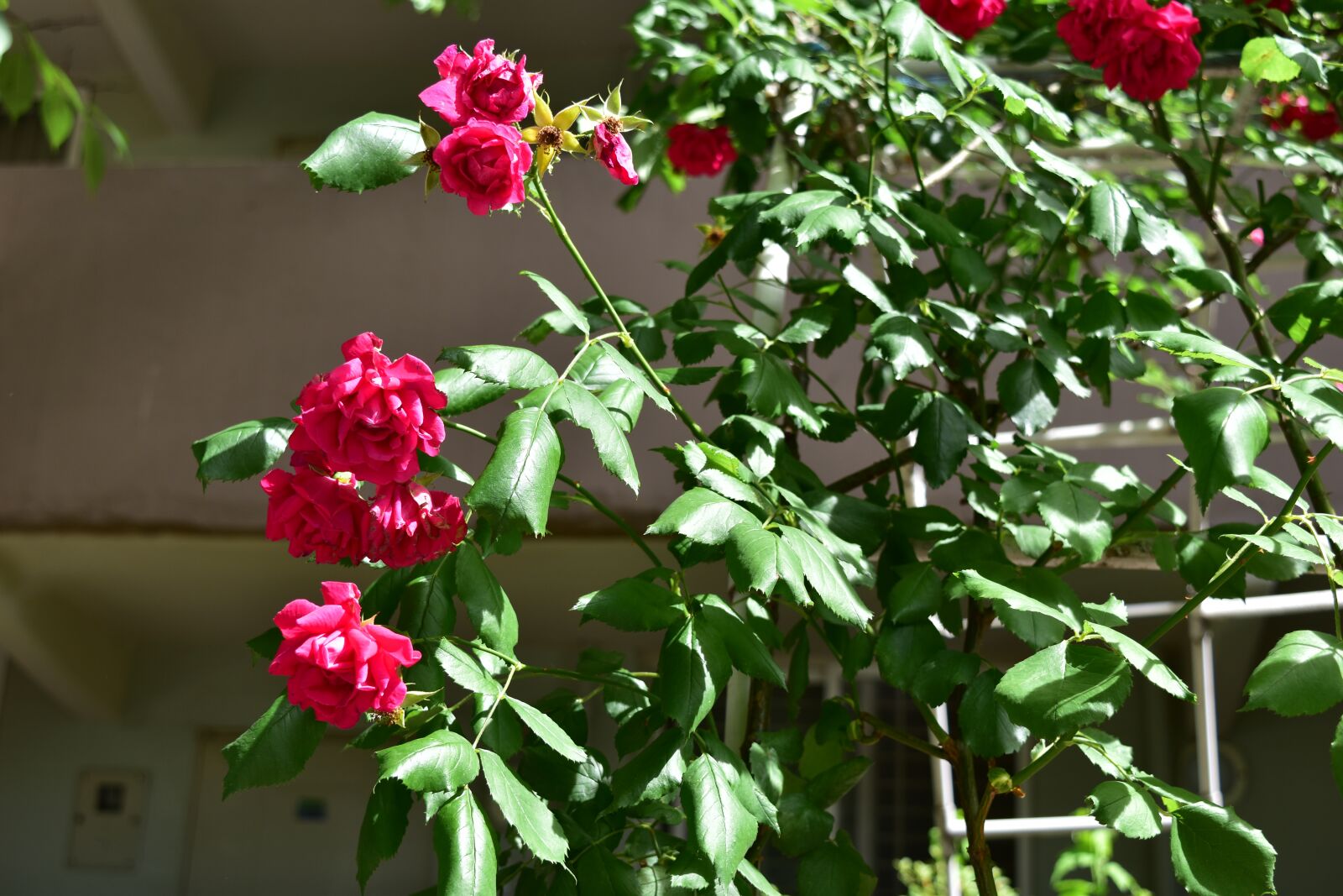 Nikon D5500 sample photo. Rose, wreath, flowers photography