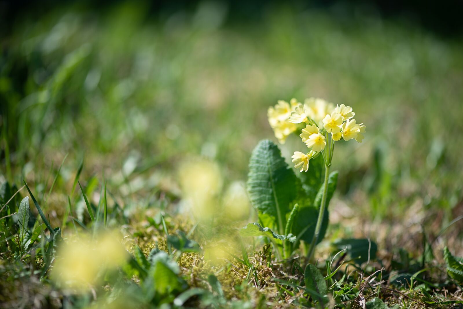 Nikon D750 sample photo. Cowslip, yellow, yellow flower photography