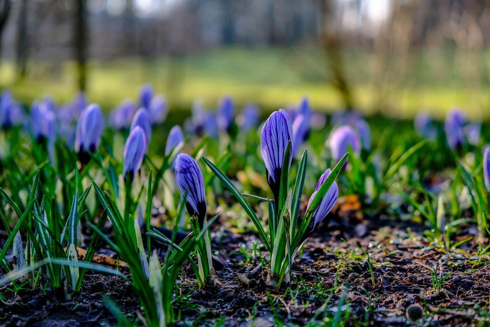Fujifilm X-T3 sample photo. Glasgow, park, pollock photography