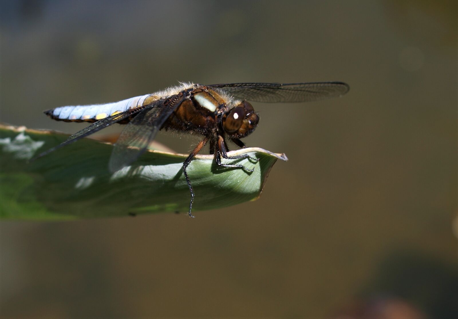 Olympus E-520 (EVOLT E-520) sample photo. Insect, nature, wildlife photography