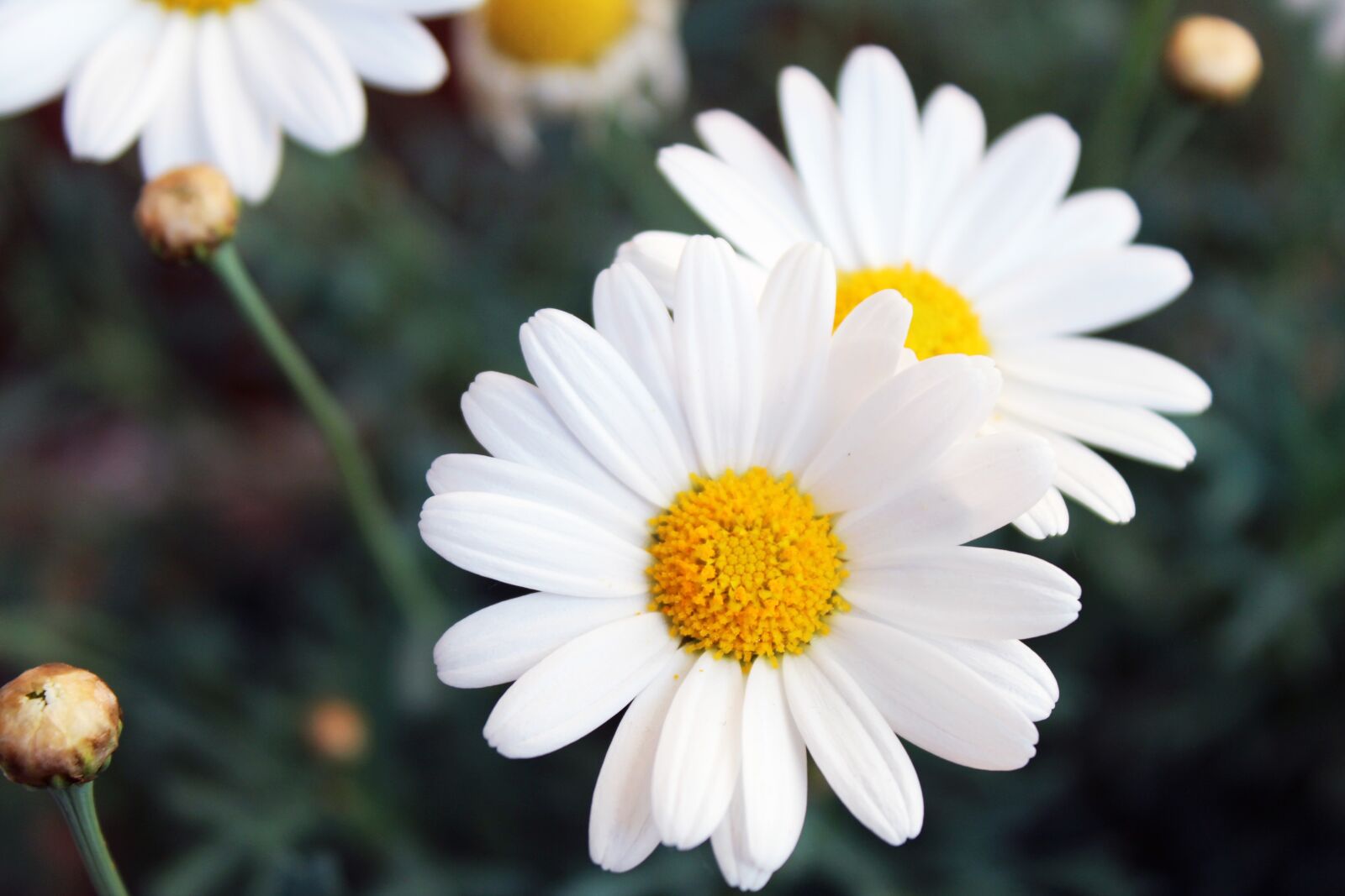 Canon EOS 600D (Rebel EOS T3i / EOS Kiss X5) sample photo. Blumen, bl te, fr photography