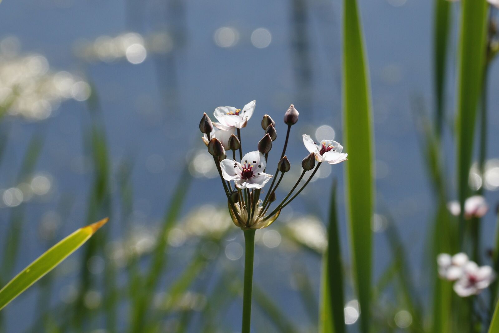 Canon EOS 760D (EOS Rebel T6s / EOS 8000D) sample photo. Flower, leaves, plant photography