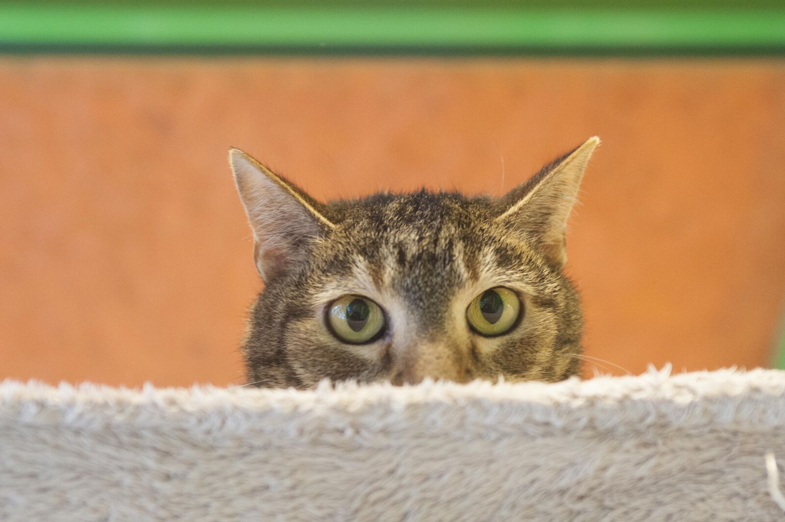 Nikon D700 sample photo. Cat, tiger cat, shy photography
