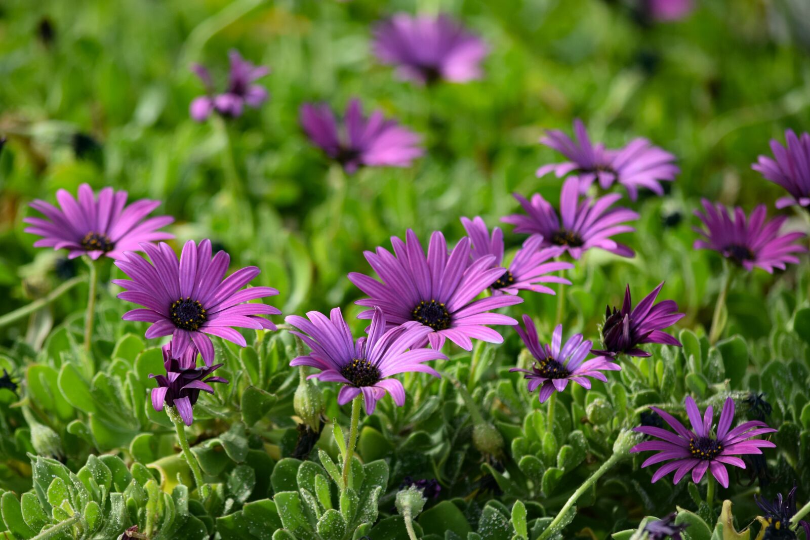 Nikon D3300 sample photo. African daisy, flower, flora photography
