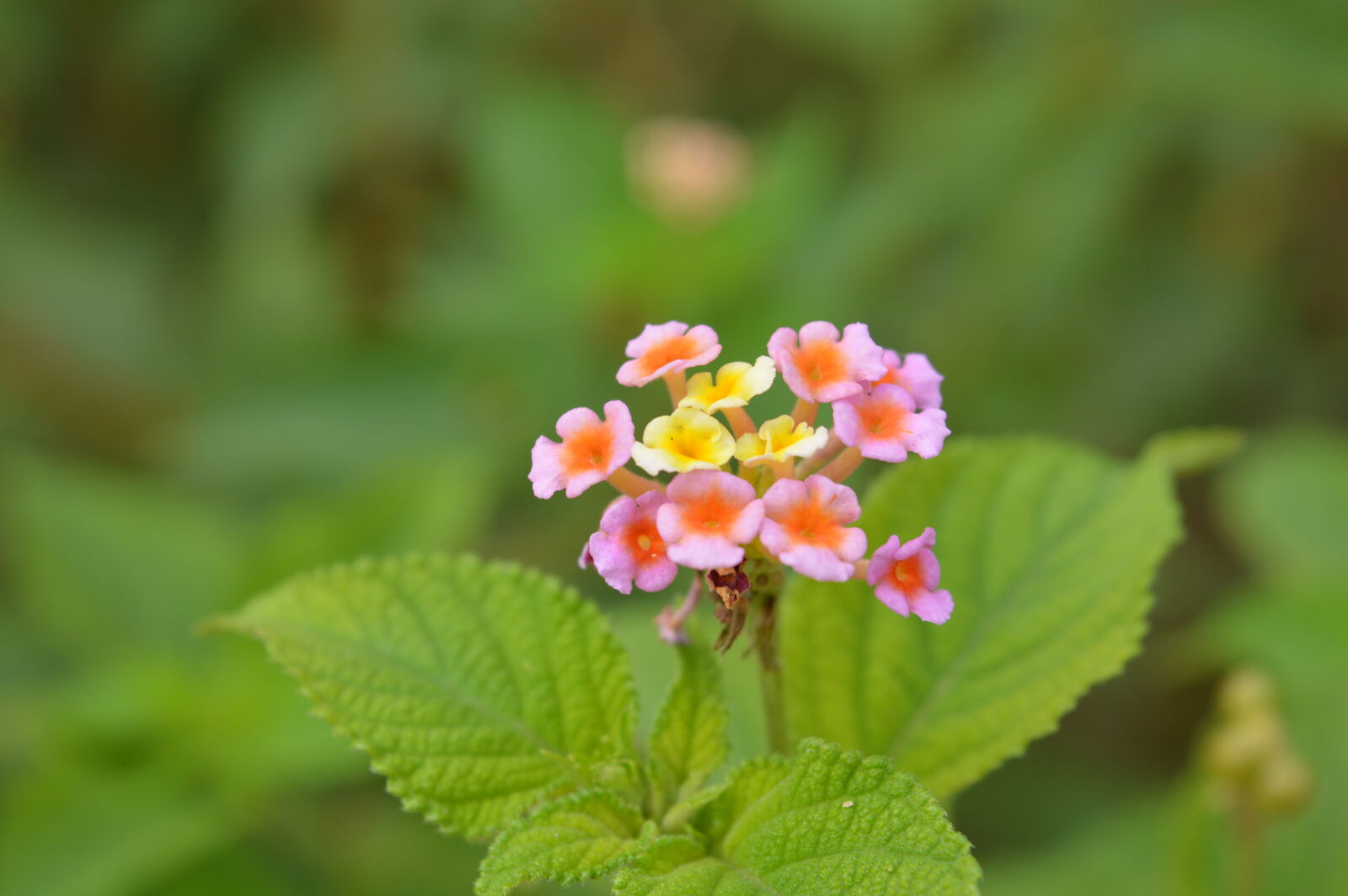 Nikon D3200 sample photo