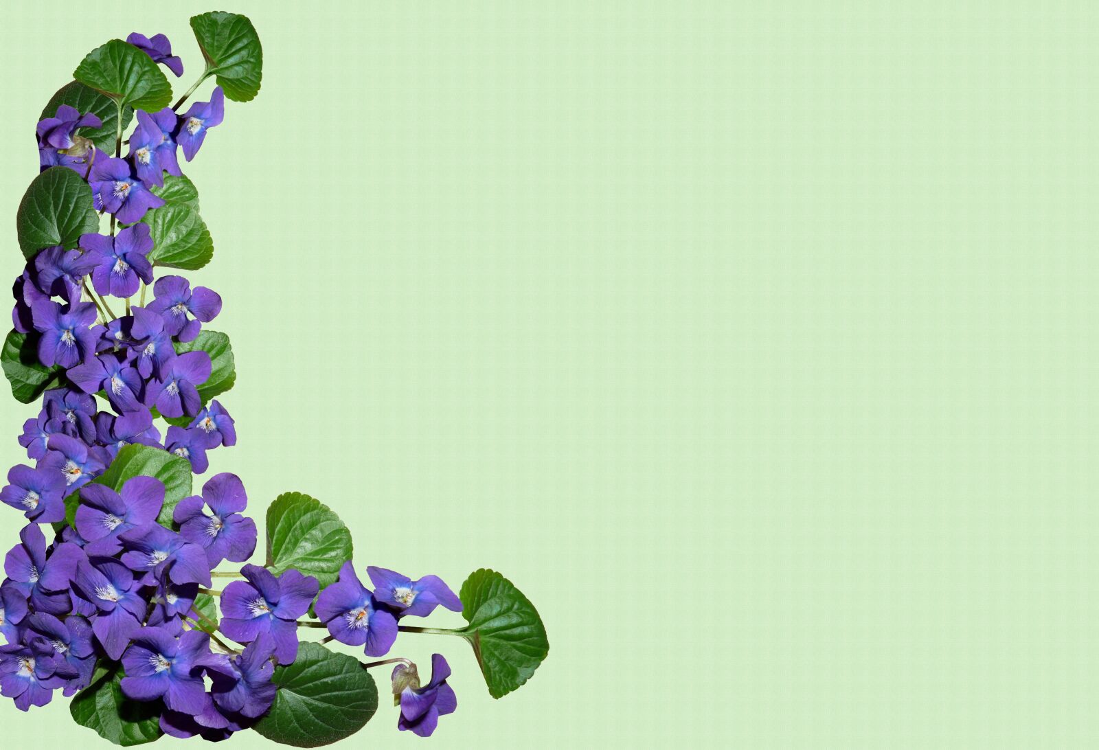 Panasonic Lumix DMC-FZ28 sample photo. Greeting card, background, violets photography