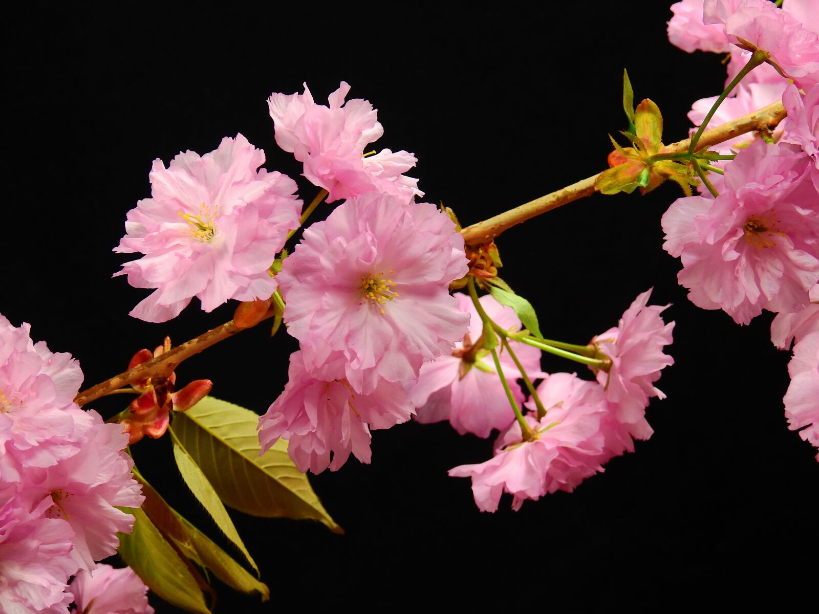 Nikon Coolpix P900 sample photo. Flowers, bloom, pink photography