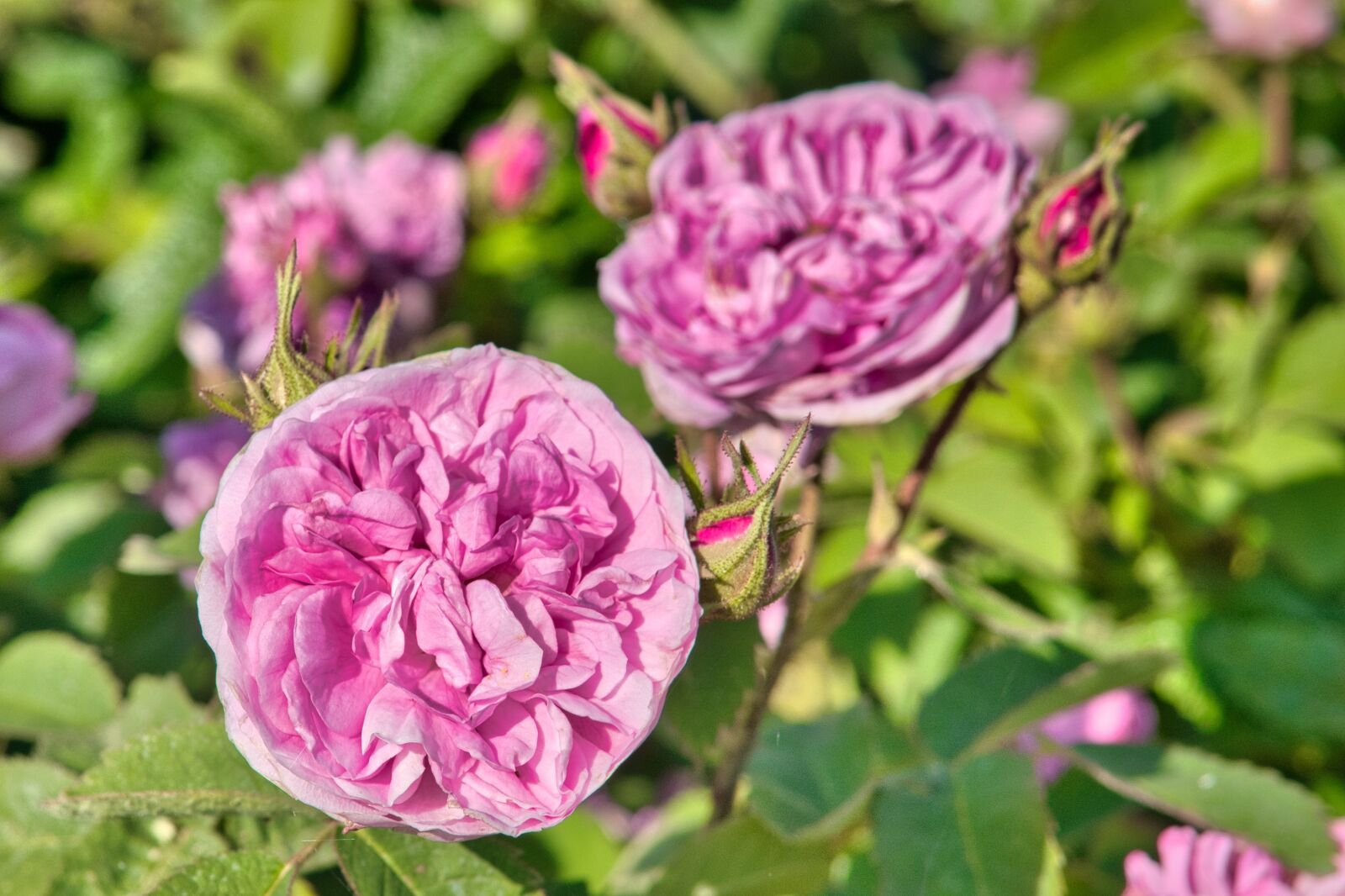 Nikon D7500 sample photo. Rose, blossom, bloom photography