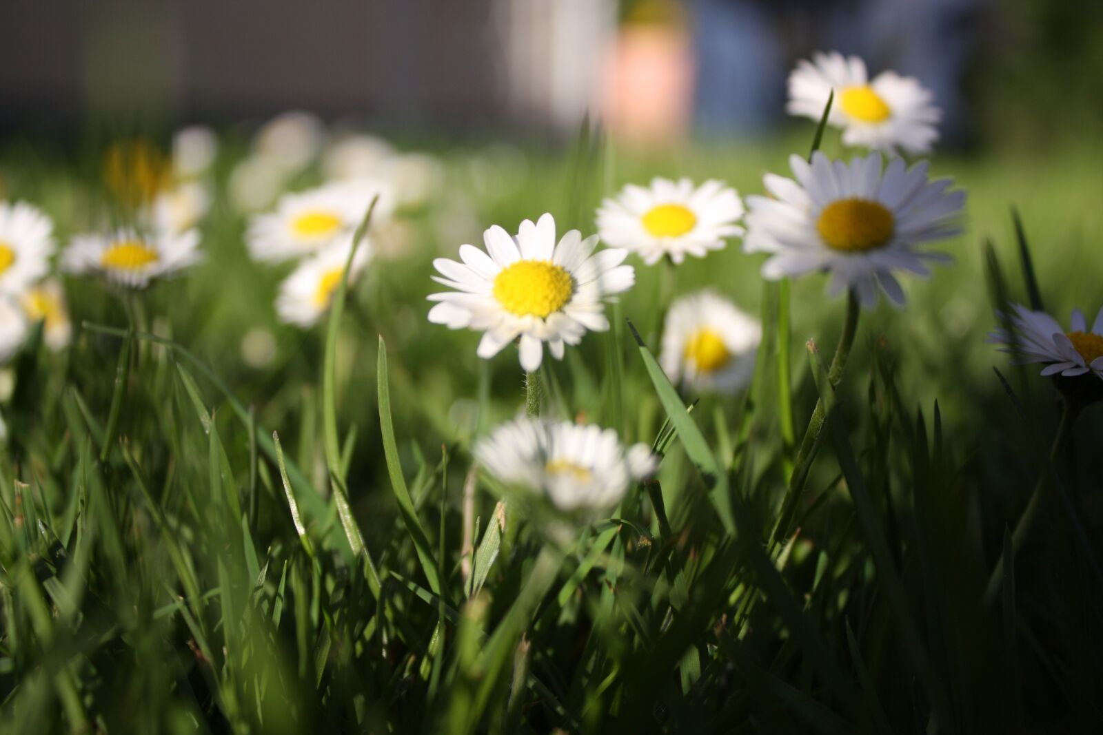 Canon EOS 450D (EOS Rebel XSi / EOS Kiss X2) sample photo. Easter, flower meadow, daisy photography